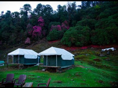 Budget Camps In Chopta Uttarakhand